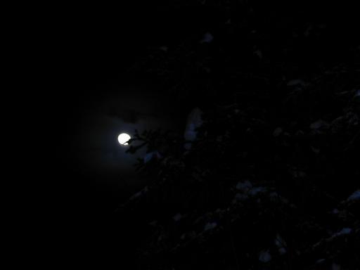 Moon through a pine tree.