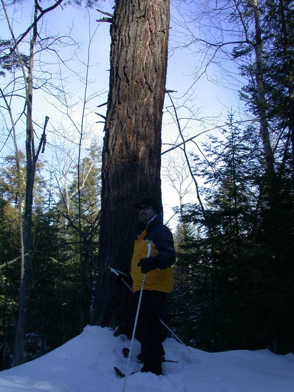 Matt at base of the very tall tree across McCloud Grade.