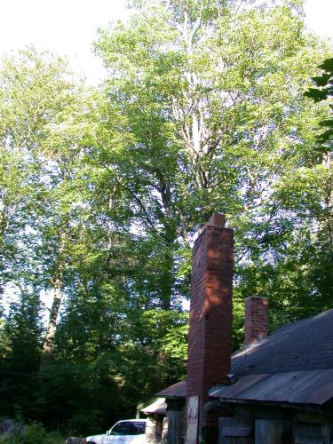 Tree near the cabin with the top in the sun.