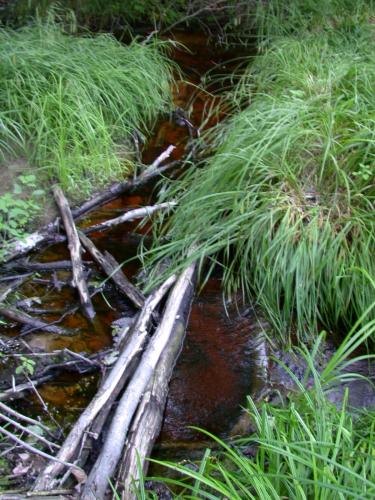 Creek near the cabin.