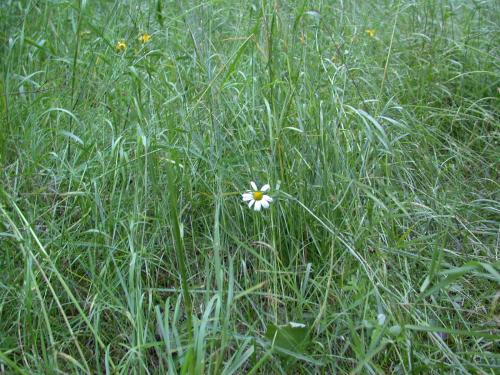 Lone daisy amidst the grass.