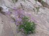 Flowers with butterfly at the bottom of the dunes.