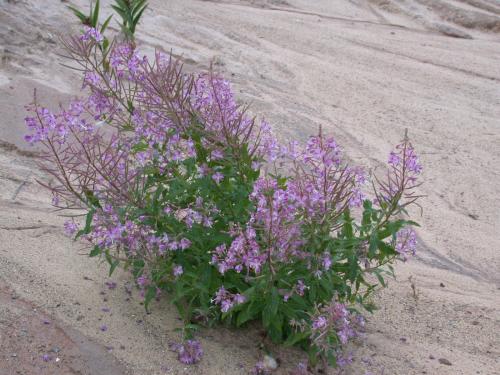 Flowers at the bottom of the dunes.