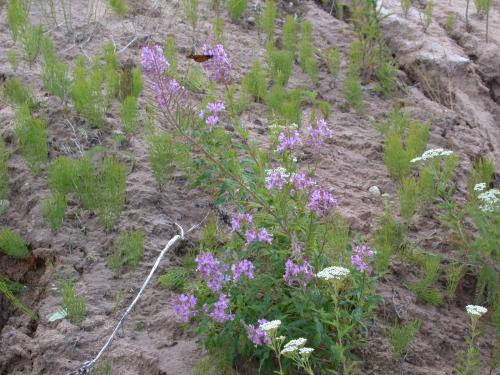 Flowers with butterfly at the bottom of the dunes.