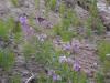 Flowers with butterfly at the bottom of the dunes.