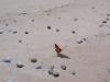 Butterfly taking off from the beach.