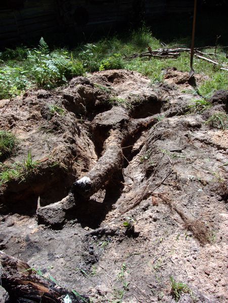 Though on the surface the stump looks mostly gone, it
		  isn't! There is a significant root structure just under
		  the surface.