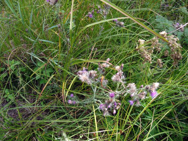 Bee (if you look closely) on a thistle.