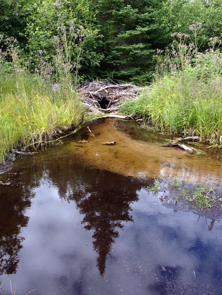 View of the beaver dam across the pool it creates.