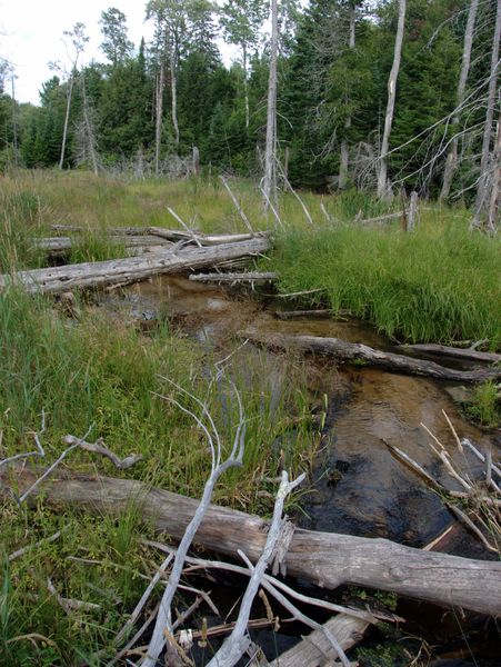 River behind the Cabin.