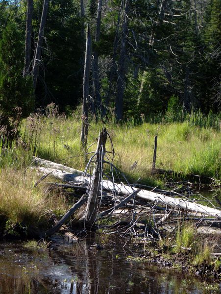 River behind the Cabin (there is a bird on the dead tree in
		  the center).