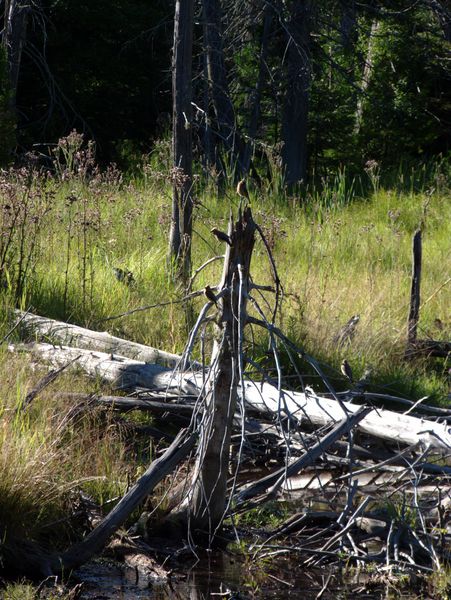 More birds on the dead tree.