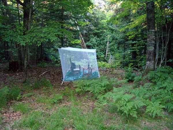 Mosquitto net shelter I set up near the creek by the
		  Cabin.