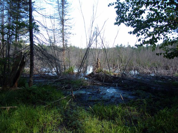 Marshy area by the river near the Lucky Buck.