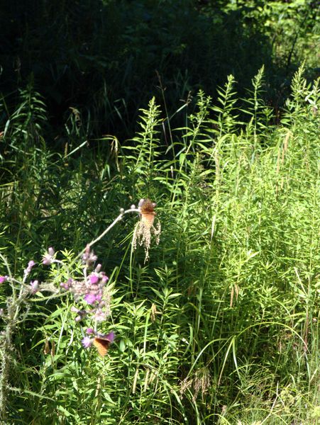 Butterflies on thistles along McCloud Grade.