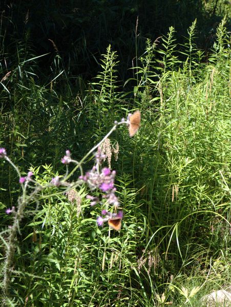 Butterflies on thistles along McCloud Grade.