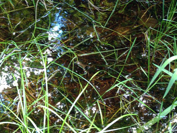 Frog in a pool.