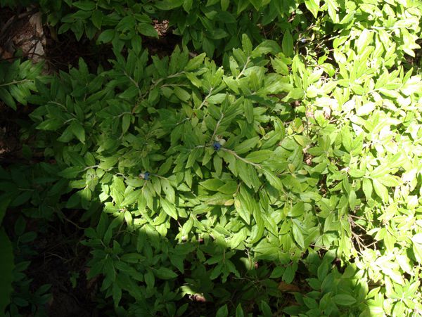 Some wild blueberries. There were many such bushes, in
             general they were small with a few small berries.