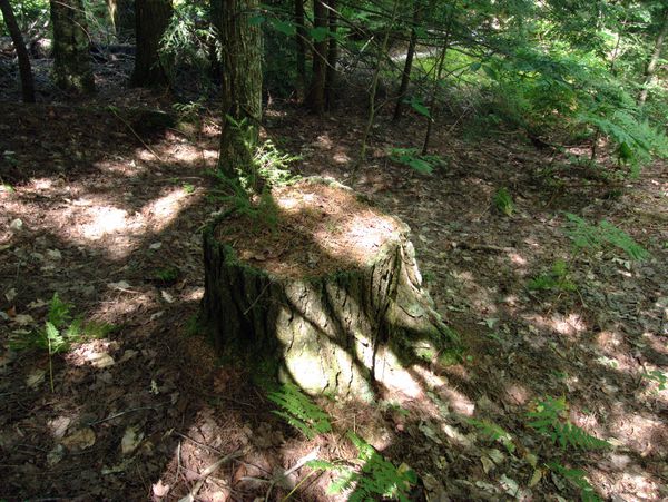 Old stump in the woods with a new tree growing on it.
