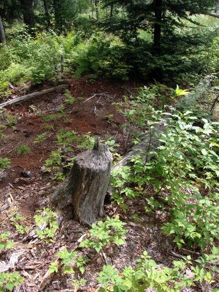 Signs of beaver activity with a large tree having been
		  cut down.