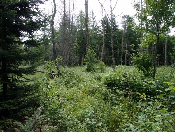 A break in the forest on the other side of McCloud
		  Grade. There were many blueberry bushes in spaces like
		  this.