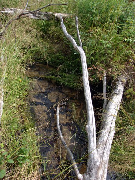 Pool of water in the woods.