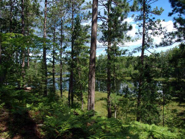 A smaller Barfield lake looking in the opposite direction
		  of the previous photograph.