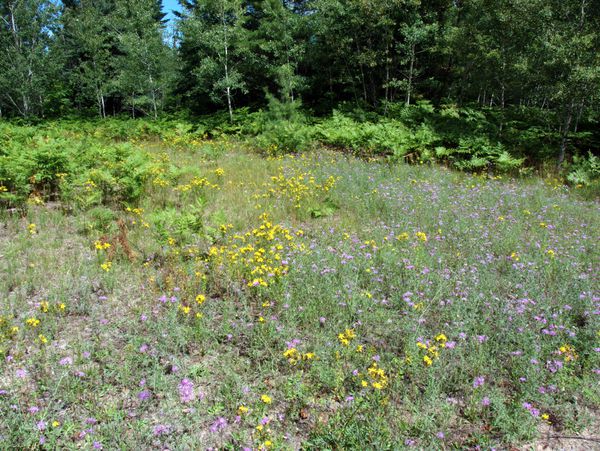 Wildflowers near the Barfield Lakes.