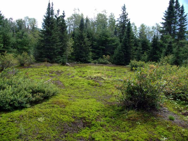 Open area near the Barfield Lakes.