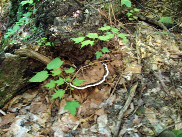 Large mushroom shelf growing on a decaying log.