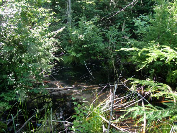 Small pool that feeds the creek that runs past the
		  Cabin. This is in the woods on the other side of McCloud
		  Grade.