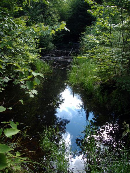 Another view of the pool that feeds the creek near the
		  Cabin.