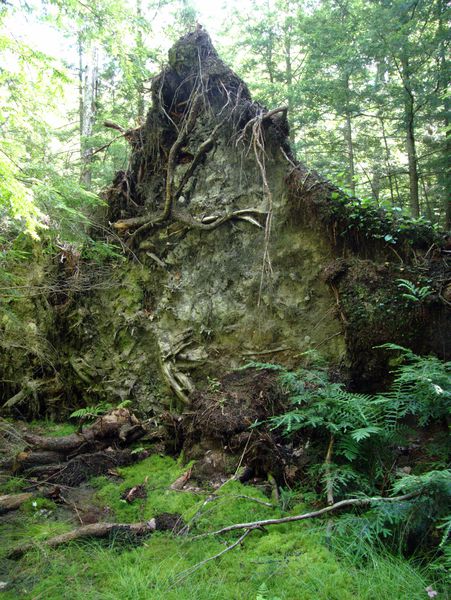 Large root structure from a cluster of trees that
		  fell. The height of this is about 12-15 feet at its
		  maximum. This is in a marshy area. The trees only needed
		  shallow roots to find water and thus were not strongly
		  attached to the ground.