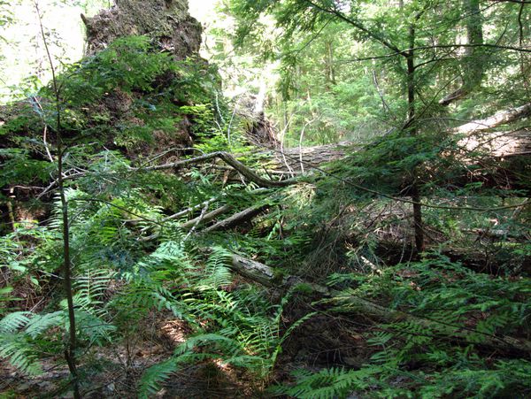 The other side of the root structure. It is made up a few
		  trees.