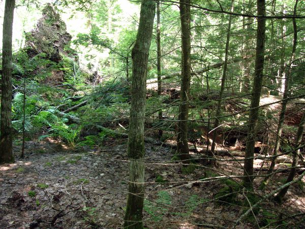 A further view of the root structure. There are at least
		  2 large trees and a few smaller ones that all fell.