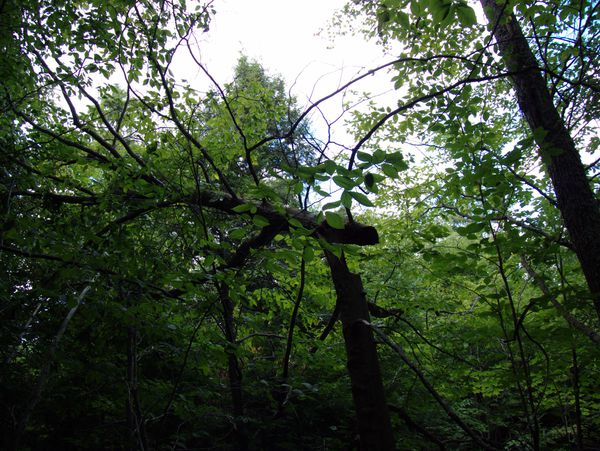 A largish tree that snapped off in a windstorm. The tree
		  appeared healthy with many branches of (still) green
		  leaves.