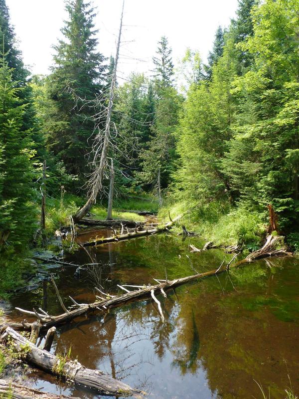 River behind the Cabin.