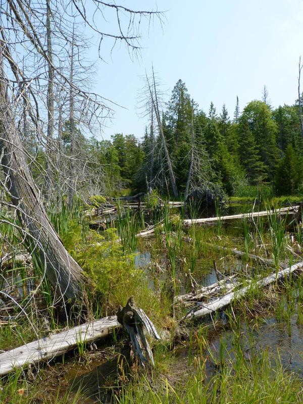 Marsh behind the Cabin.