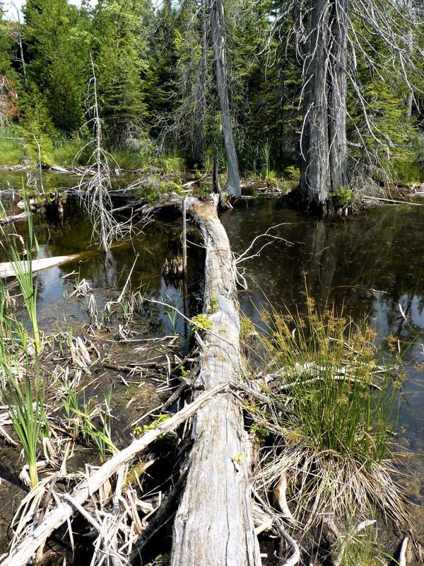 Fallen log that served as a bridge to get across the river behind the Cabin.