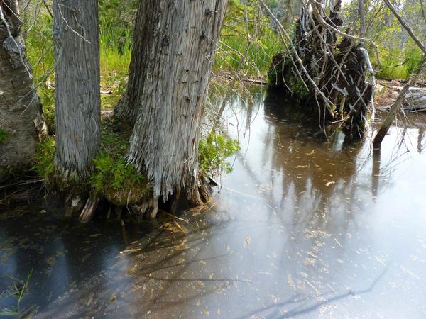 Eroding and fallen tree in the river behind the Cabin.