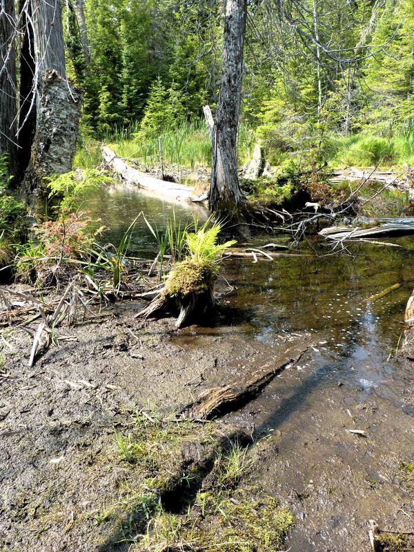 Muddy area I crossed from the fallen log bridge to get to the other side of the river.