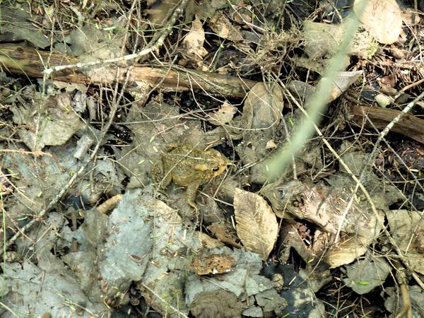 Good sized toad somewhat camouflaged.