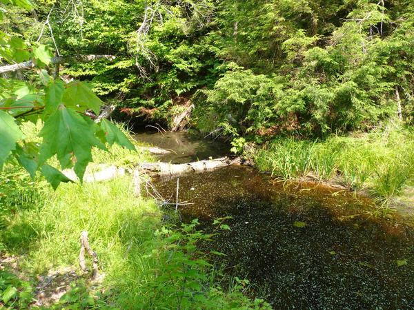 River behind the Cabin.