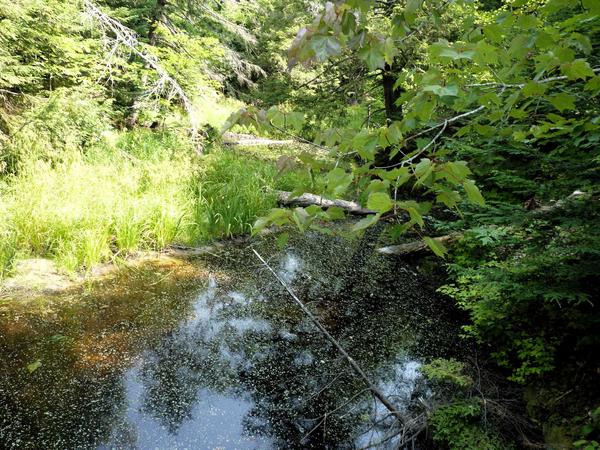 River behind the Cabin.