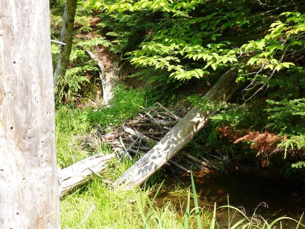 Old beaver dam bridging the river behind the Cabin.