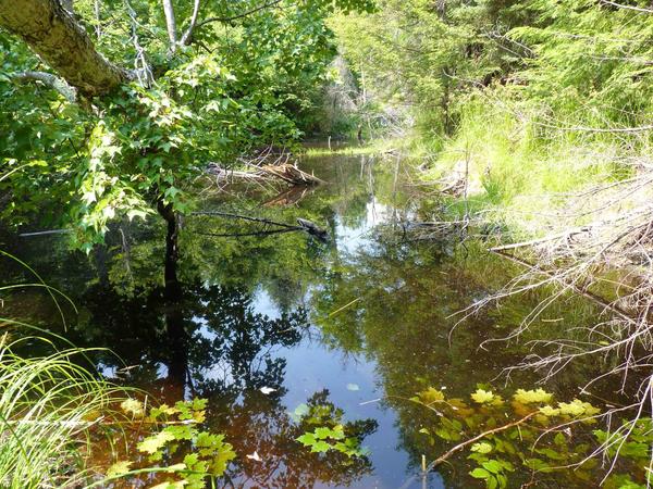 River behind the Cabin.