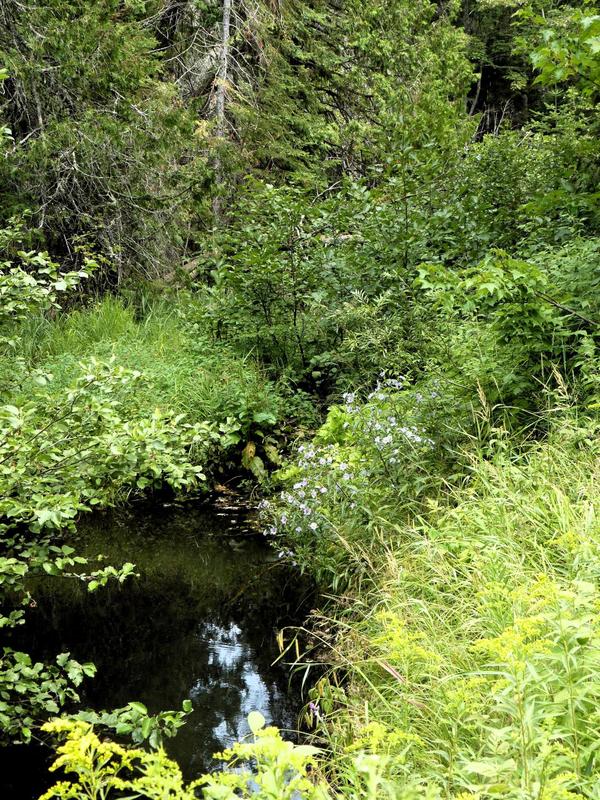 Part of Harvey Creek near the Lucky Buck.