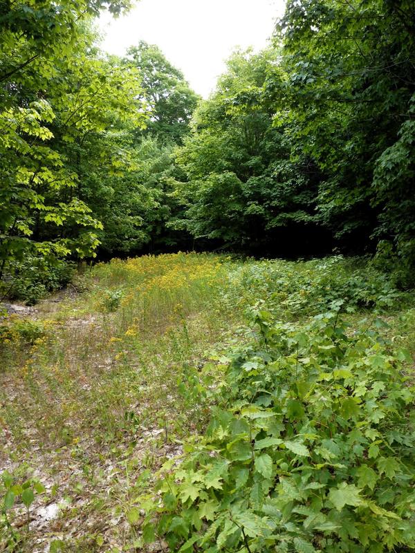 Two-track with wild flowers.