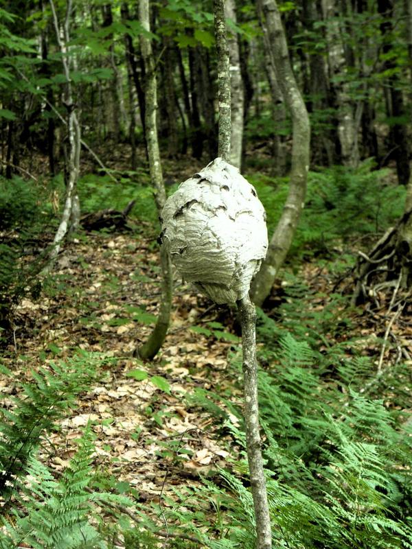 Active bee hive.