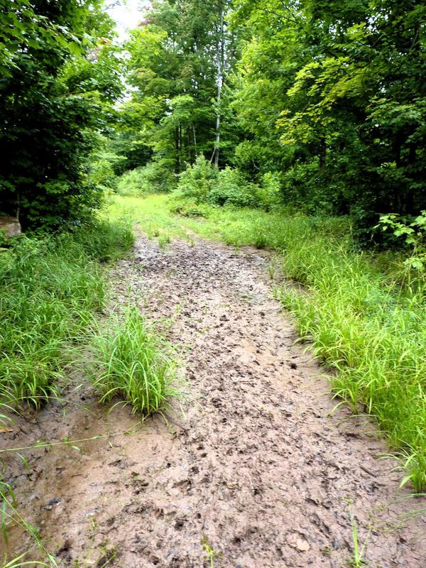 Muddy patch along the path to Camp Oscar.  Last year this was a pool of water.